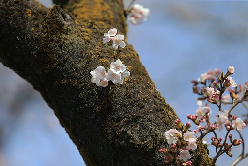 子供たち
