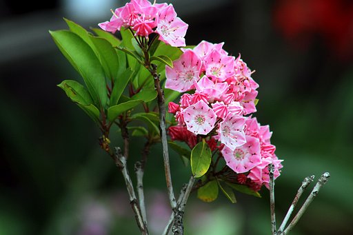 カルミアの開花