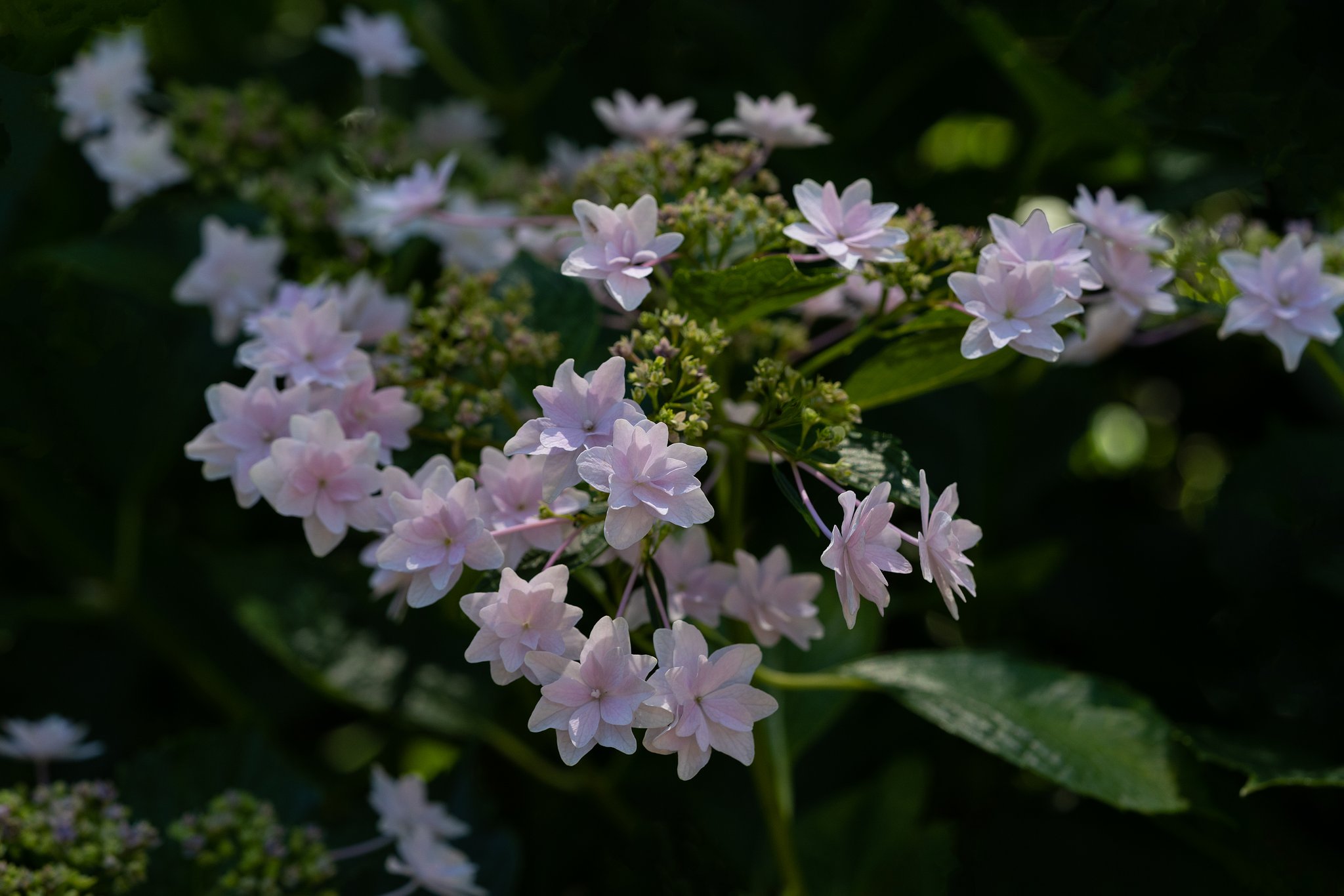 墨田の花火