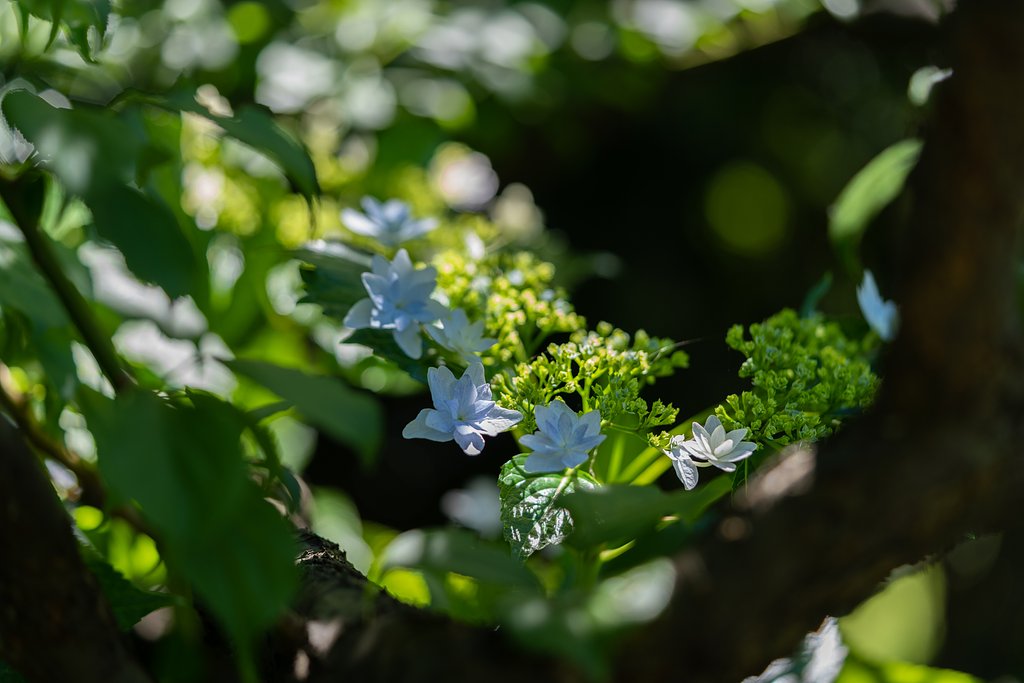紫陽花３