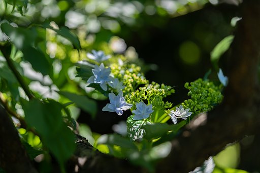 紫陽花３
