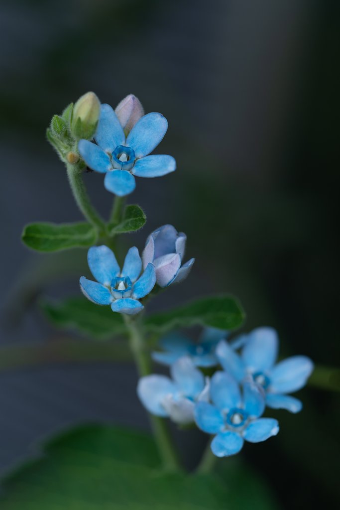 わすれな草