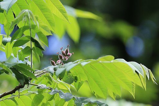 膨らむ子房