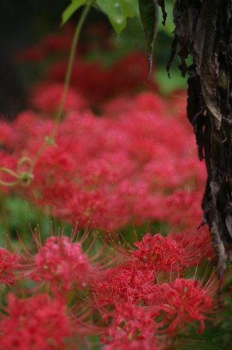 【円】まろやかな花
