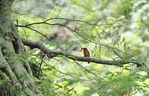 SIGMA 150~600mm Sports