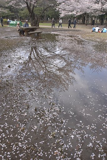 代々木公園