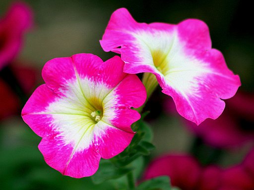 サフィニアの花　２