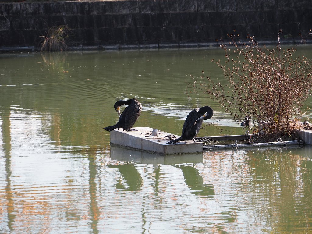 カモの日光浴