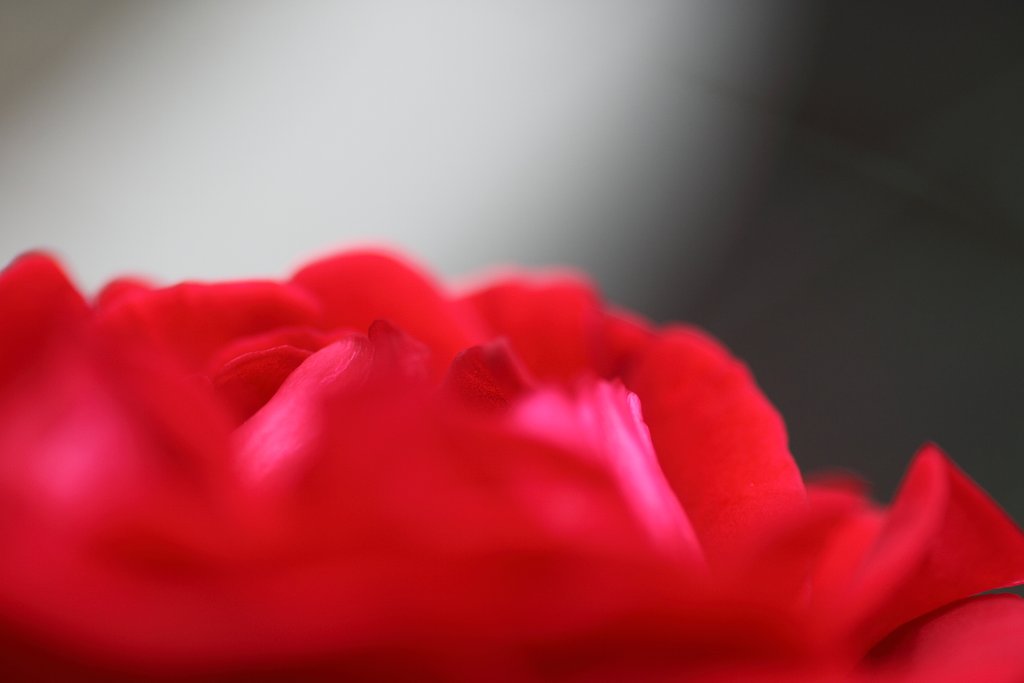 薔薇