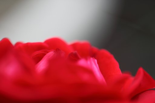 薔薇