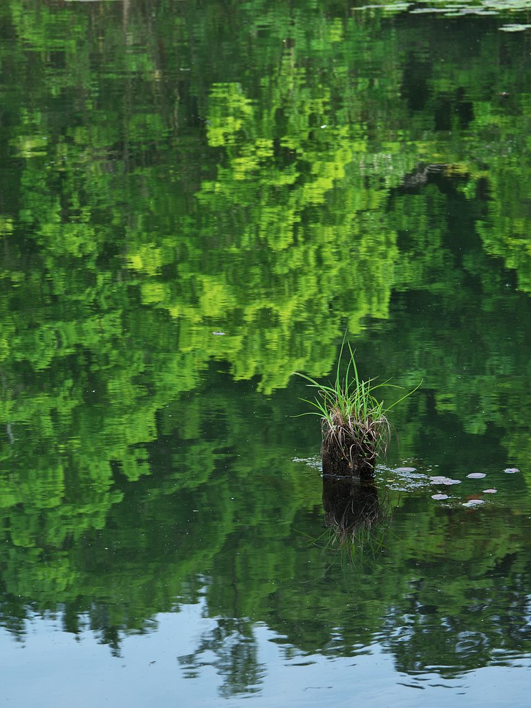 朽木