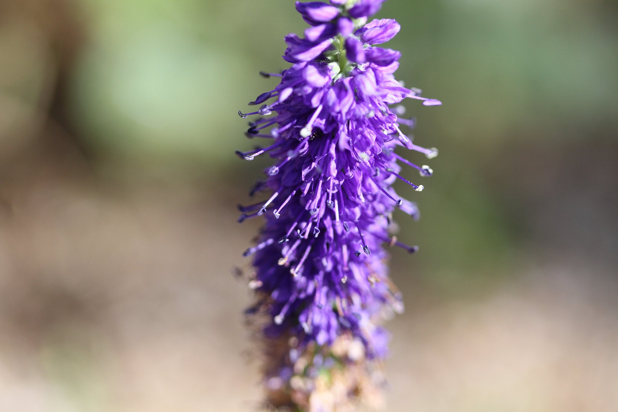 好みの色の花ですが