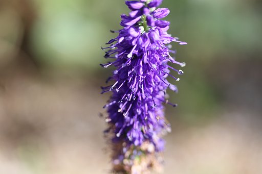 好みの色の花ですが