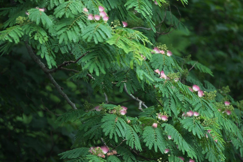 合歓の花