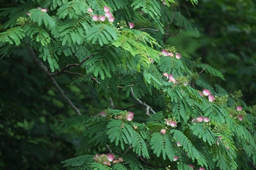 合歓の花