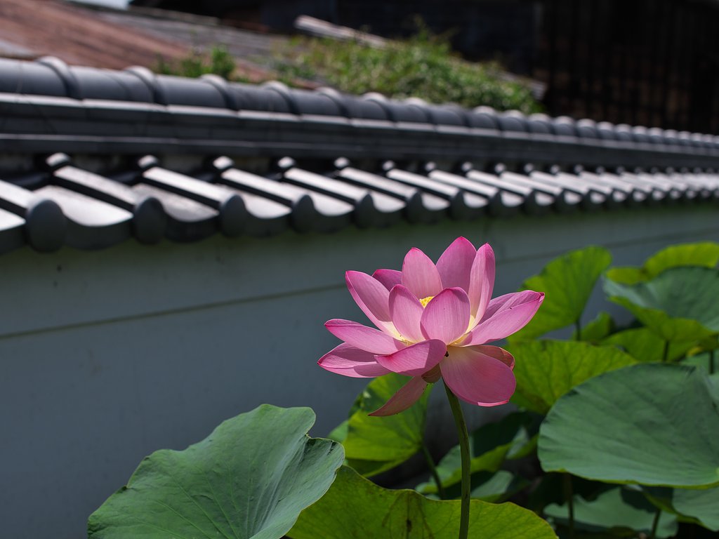 蓮花