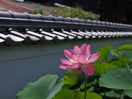 蓮花