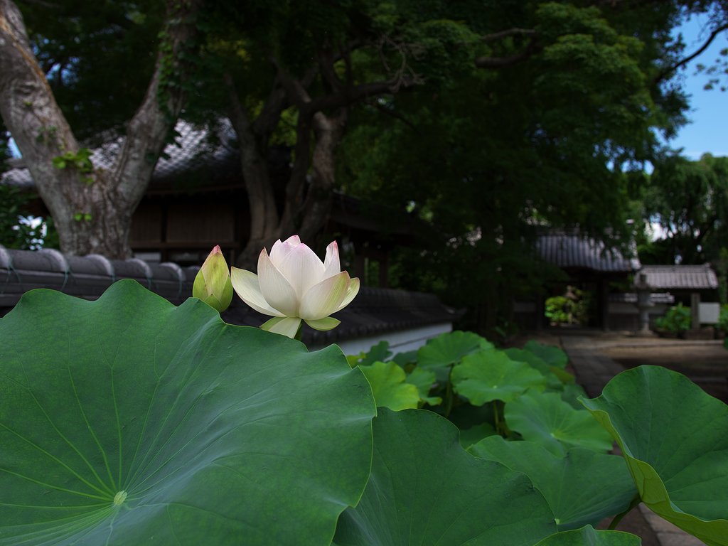 蓮開花