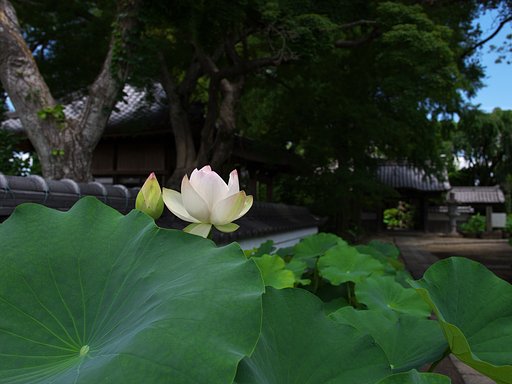 蓮開花