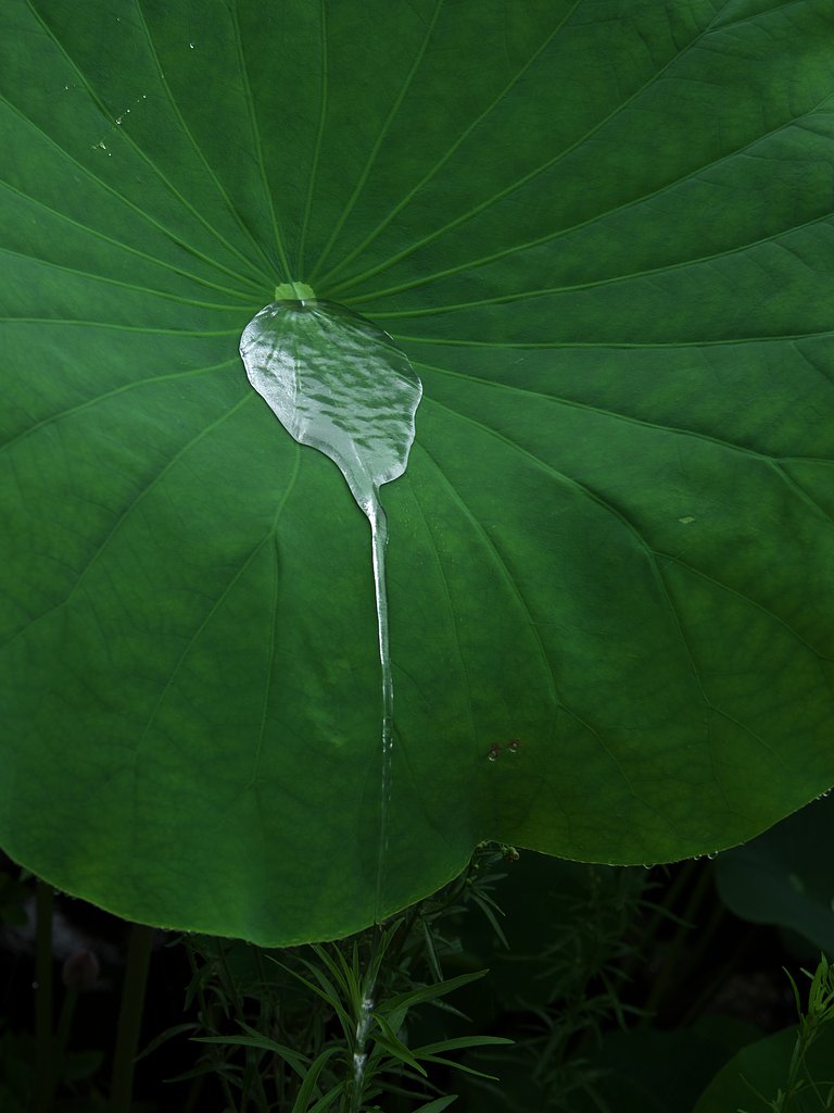 葉水の流れ