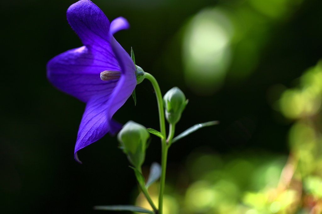 開花