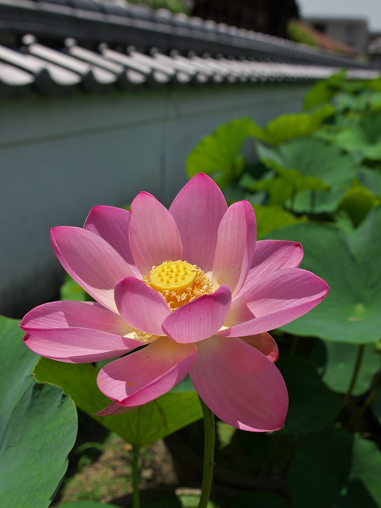 蓮開く