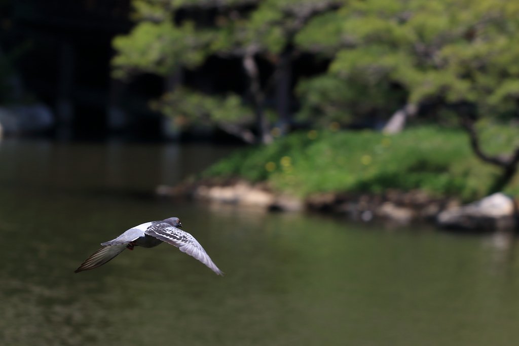 鳩も飛ぶ