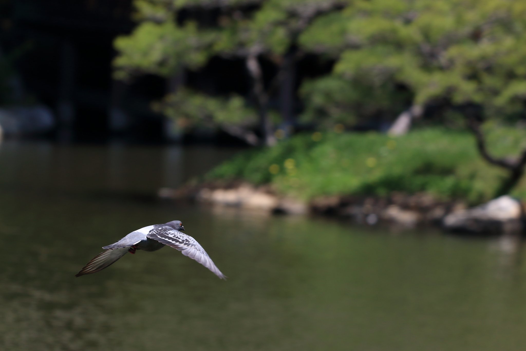 鳩も飛ぶ