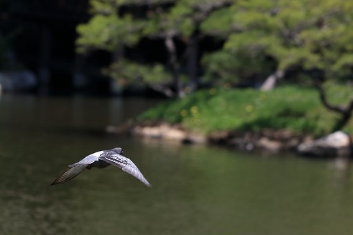 鳩も飛ぶ