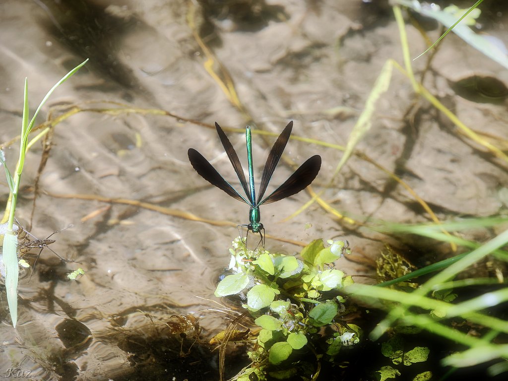 Ebony Jewelwing