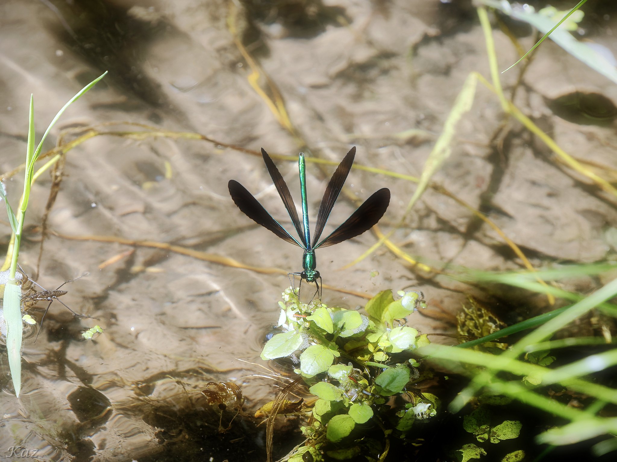 Ebony Jewelwing
