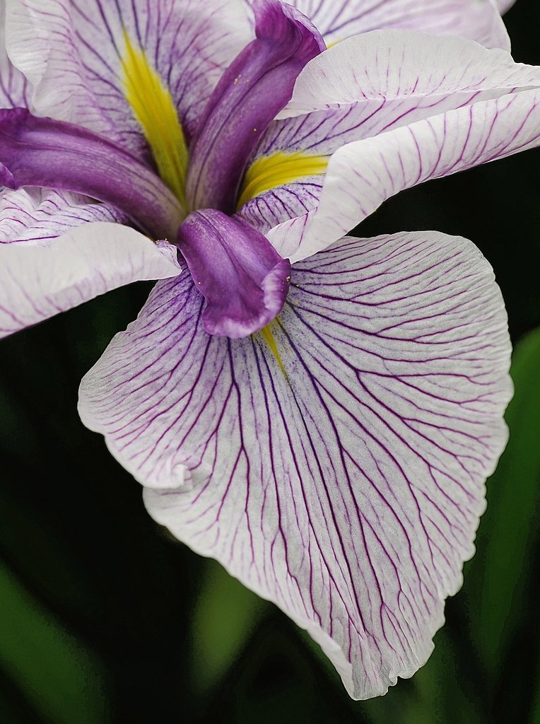 花脈