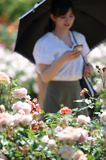 君は薔薇より美しい♪2020
