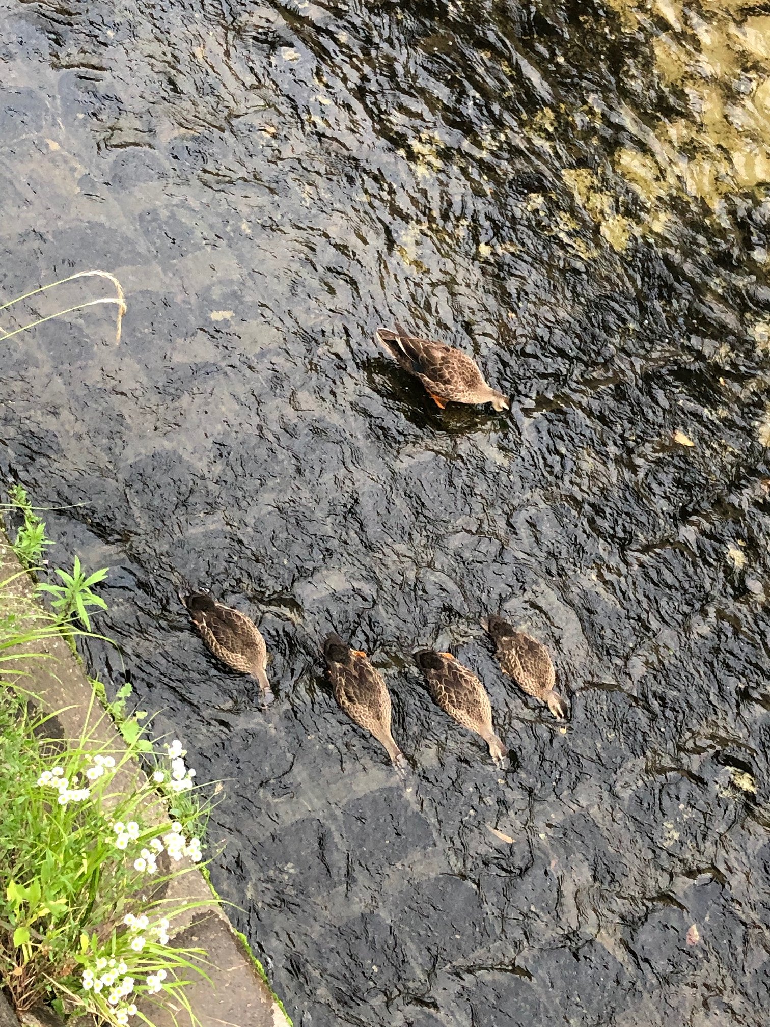 みんな、しっかり食べるんだよっ