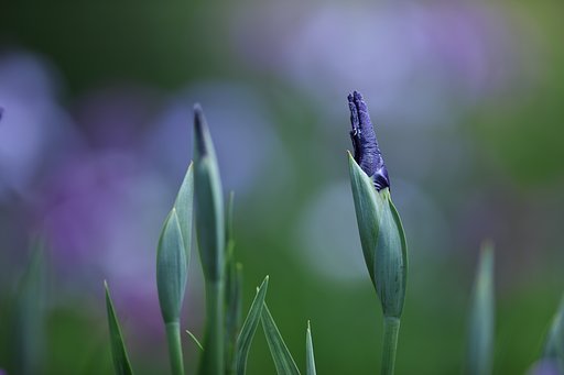 花菖蒲