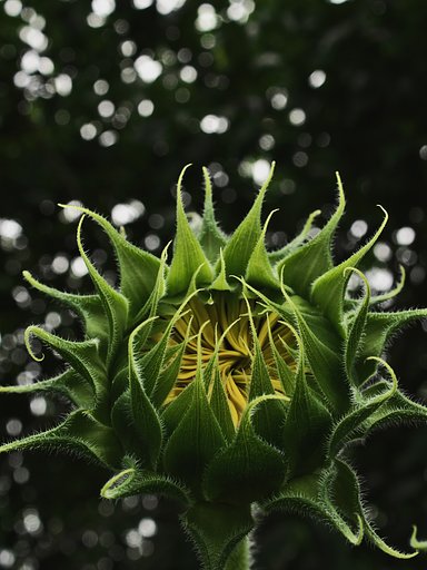 蕾