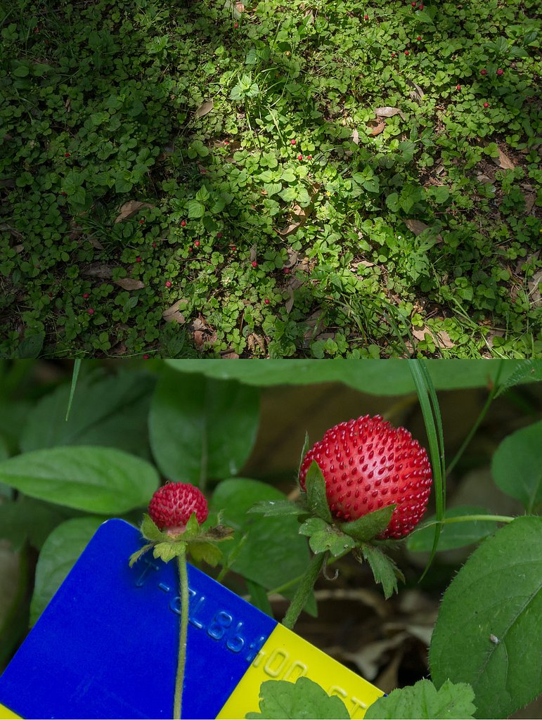 みっけ