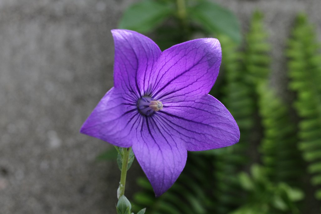 好みの色の花のUP