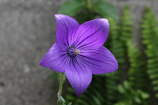 好みの色の花のUP