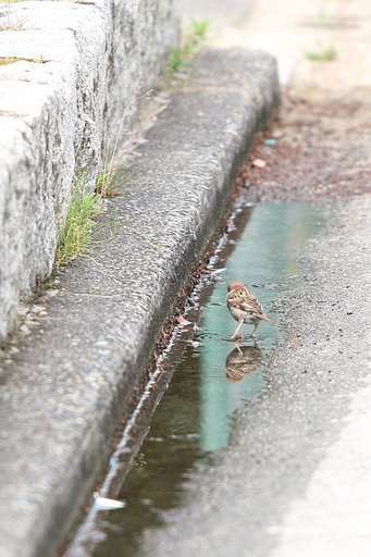 鏡の国の子スズメ