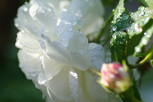 雨粒を吸って