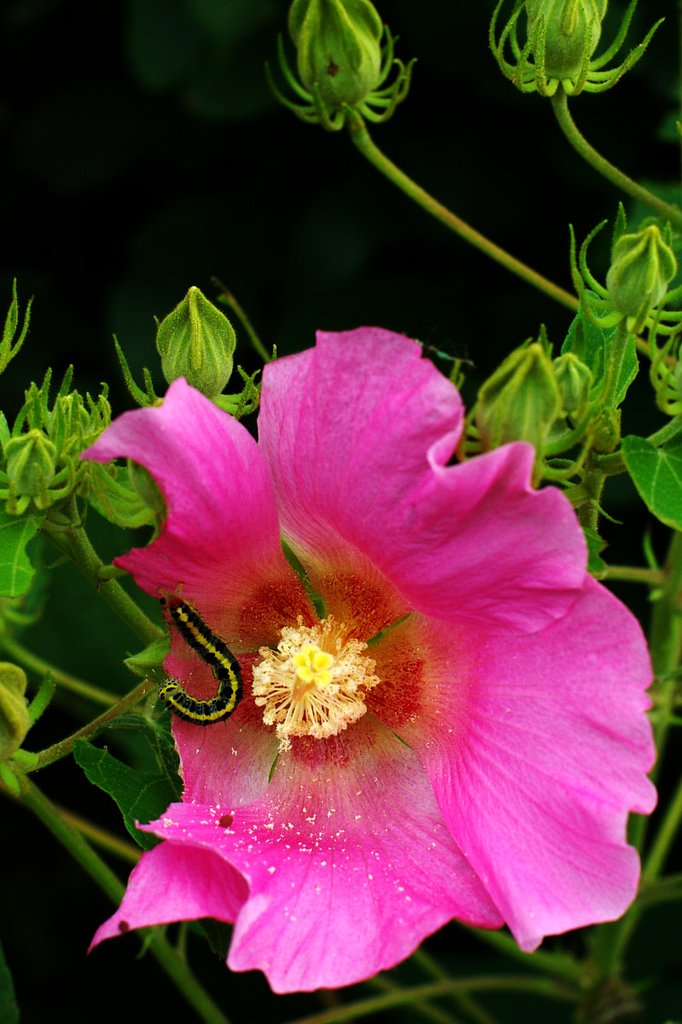花と緑色の・・・Ⅱ