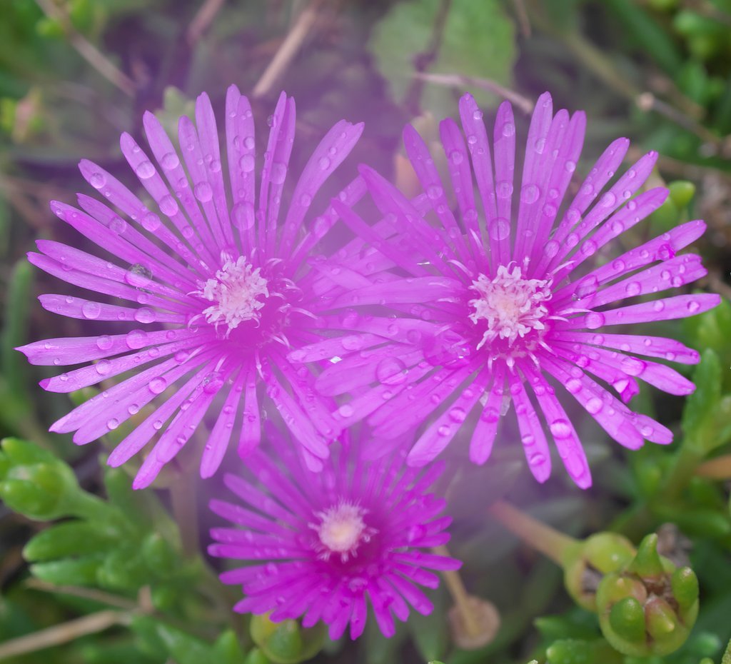 松葉菊