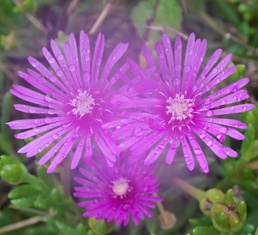松葉菊
