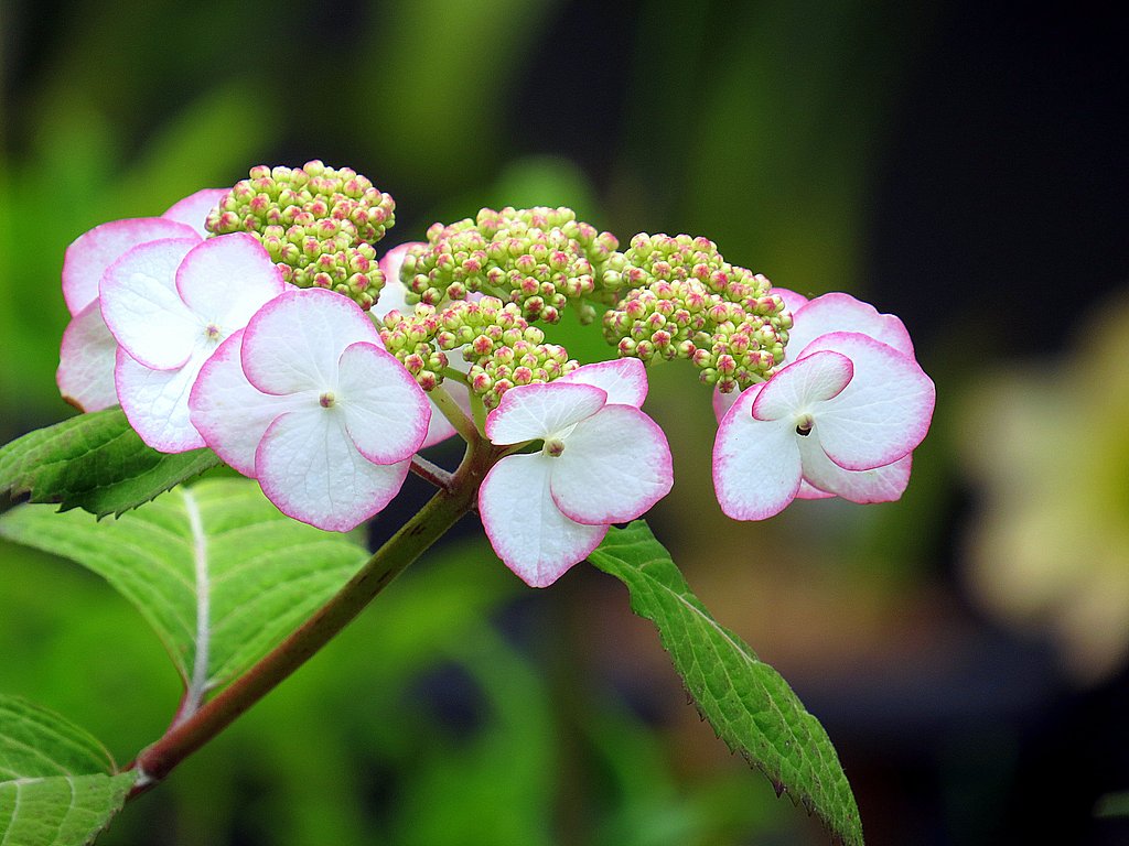 紫陽花