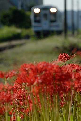 彼岸花と天浜線・・１