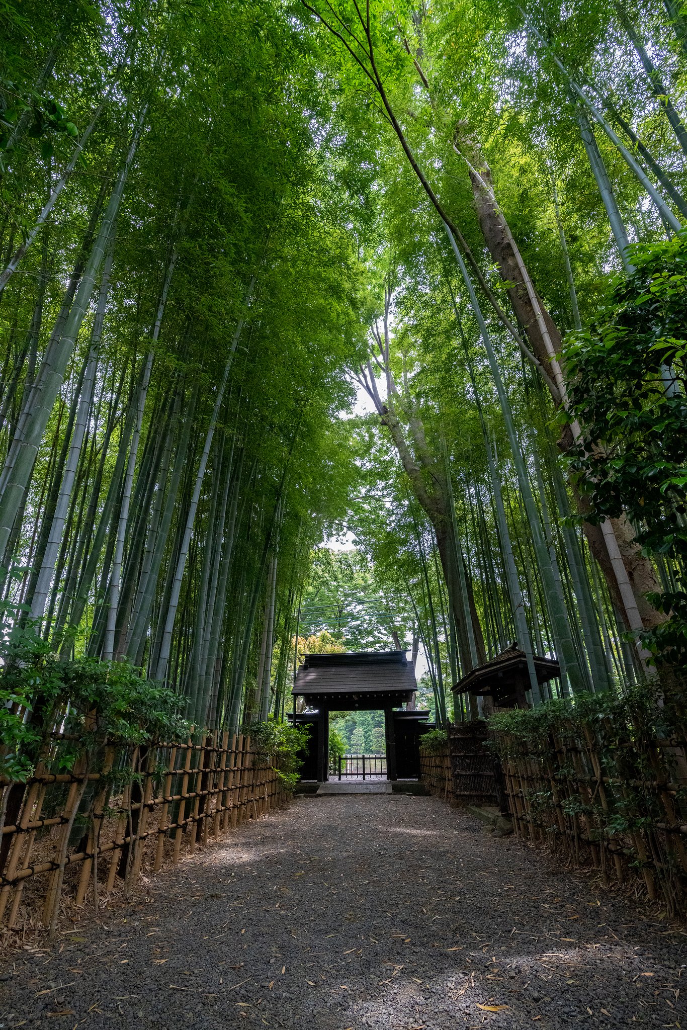 竹林の径