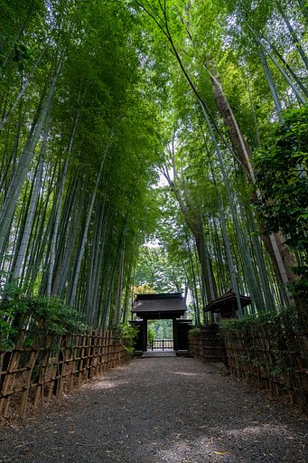 竹林の径