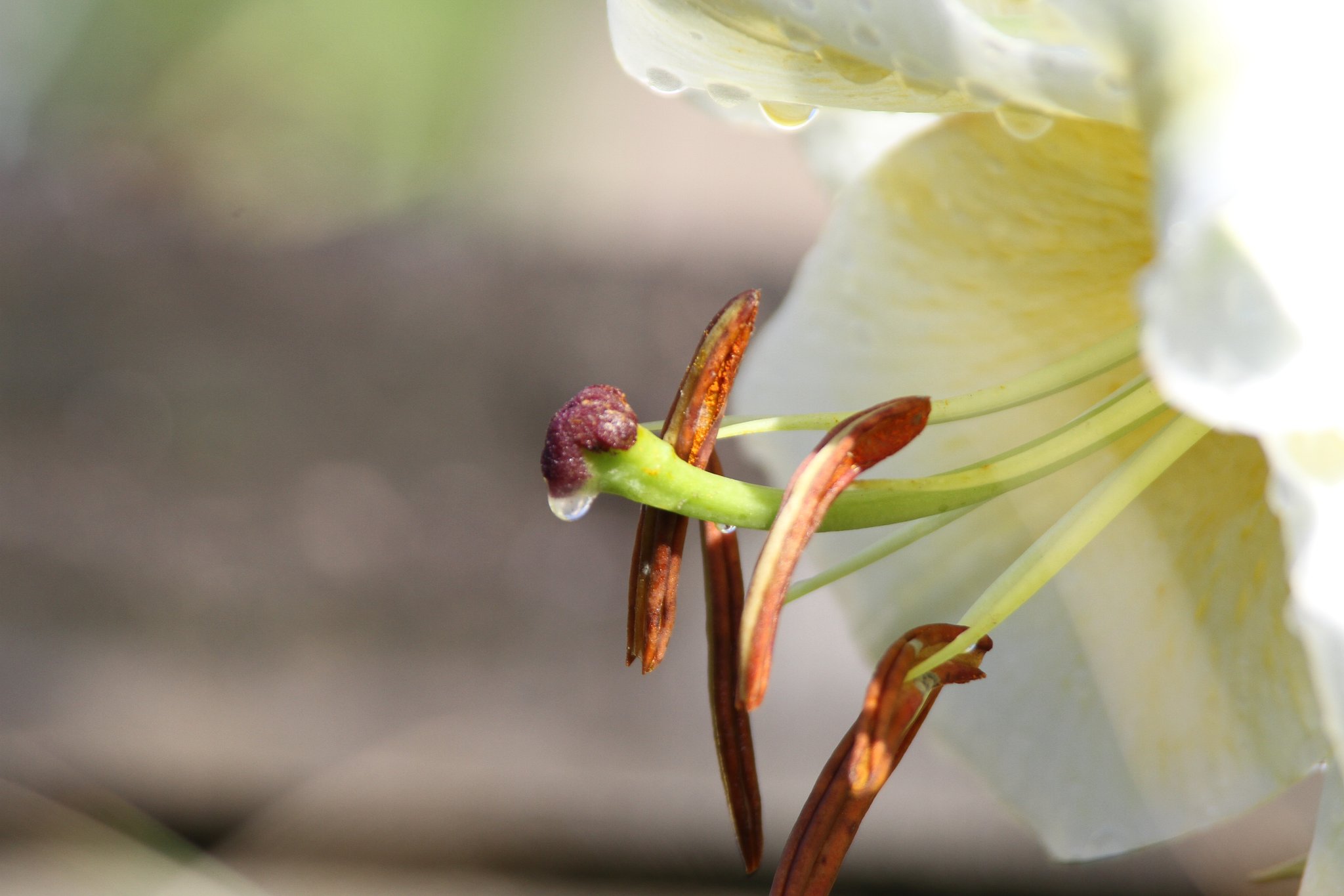 ユリの蕊に水滴が