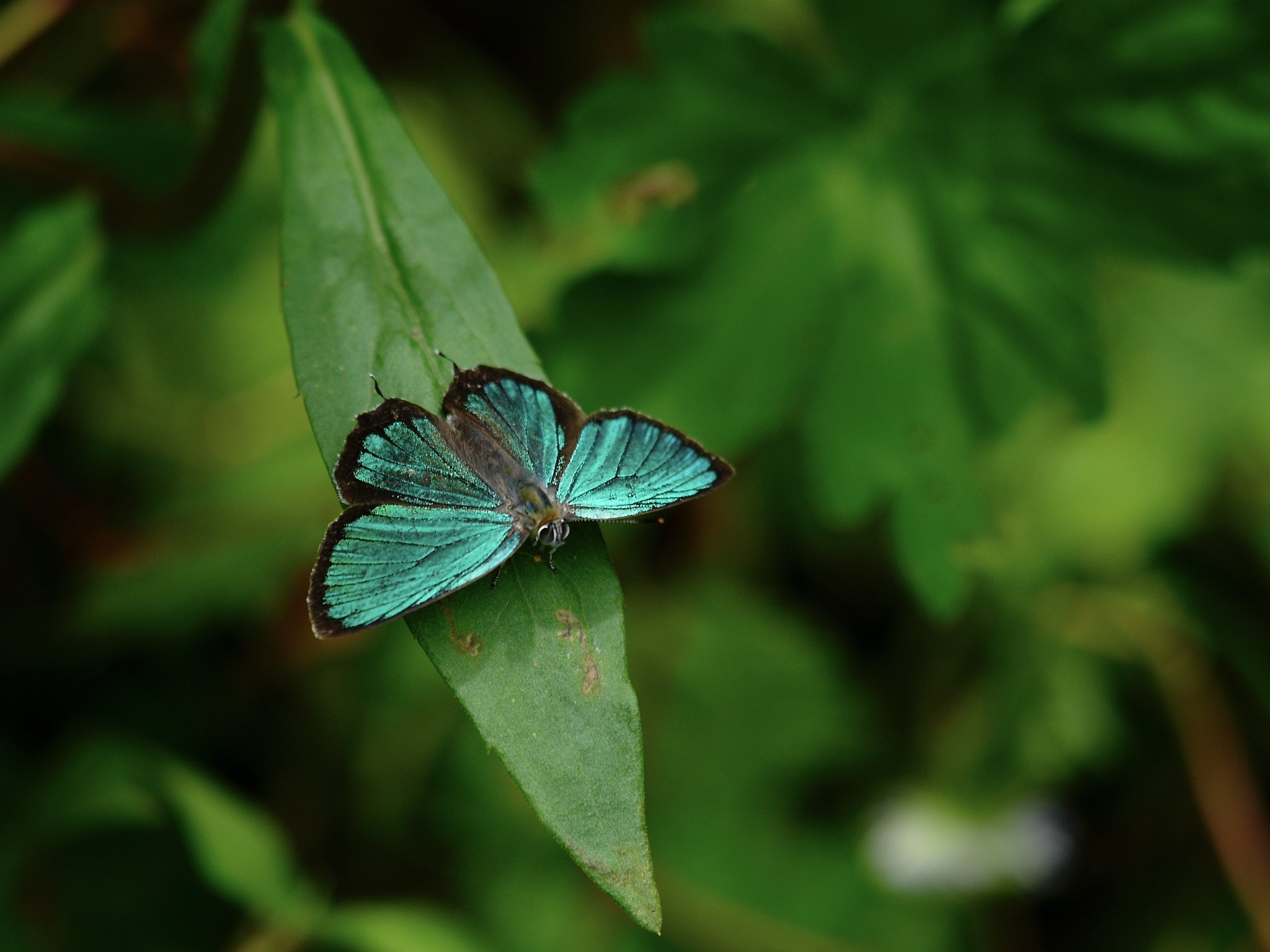 OLYMPUS  ED  50-200mm  f.2.8-3.5